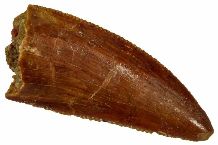 Serrated Raptor Tooth - Real Dinosaur Tooth #353372
